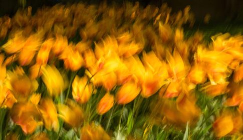 tulpen im wind