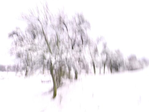 baumgruppe im schnee