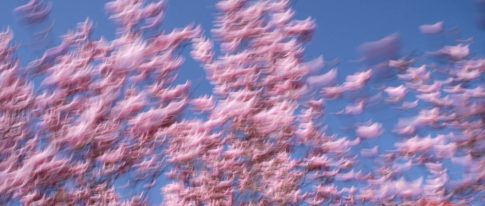 magnolienflug