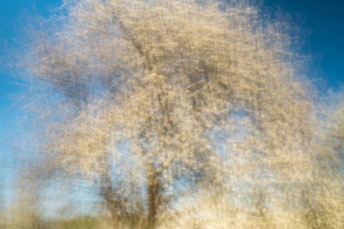 baum im april