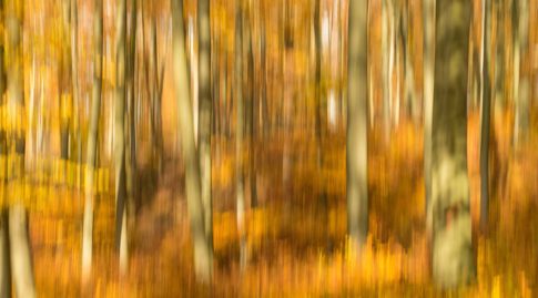 wald im herbst